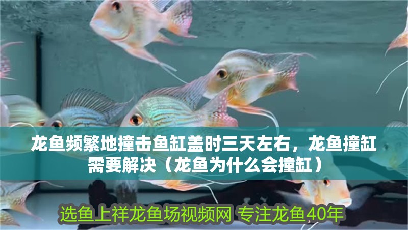 龍魚頻繁地撞擊魚缸蓋時三天左右，龍魚撞缸需要解決（龍魚為什么會撞缸）