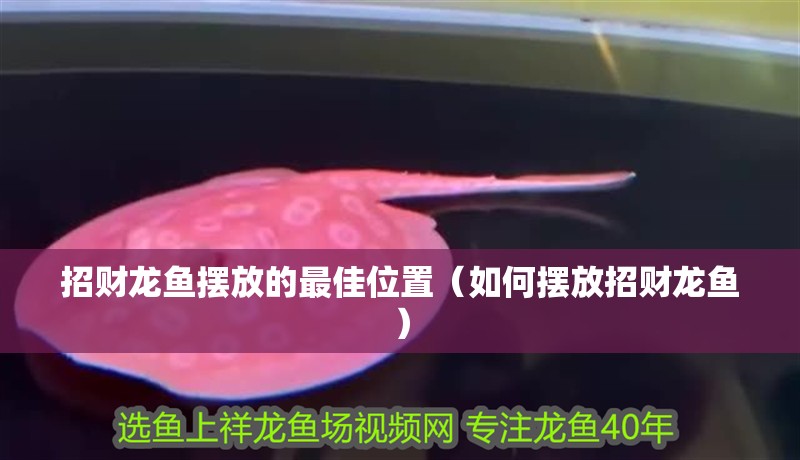 招財(cái)龍魚(yú)擺放的最佳位置（如何擺放招財(cái)龍魚(yú)）
