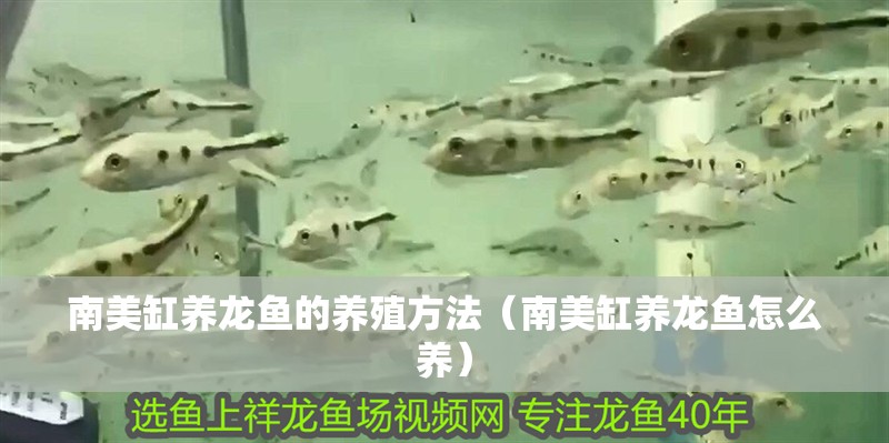 南美缸養龍魚的養殖方法（南美缸養龍魚怎么養）