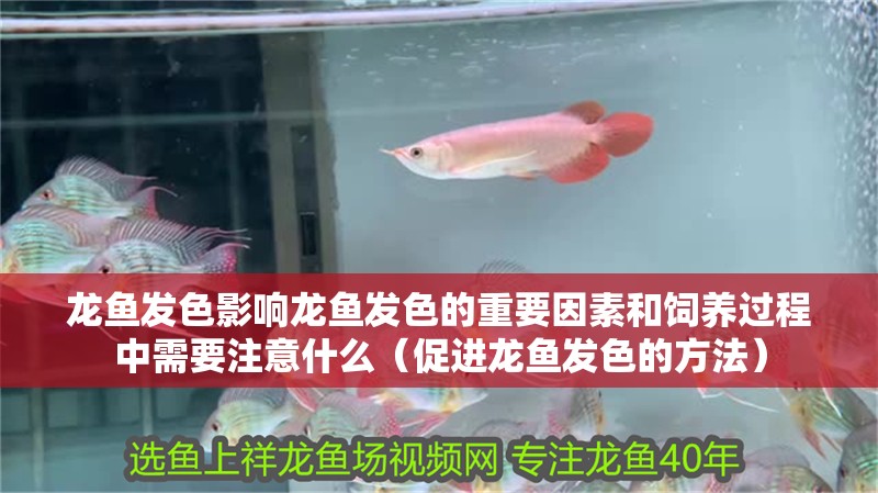 龍魚發(fā)色影響龍魚發(fā)色的重要因素和飼養(yǎng)過程中需要注意什么（促進(jìn)龍魚發(fā)色的方法）