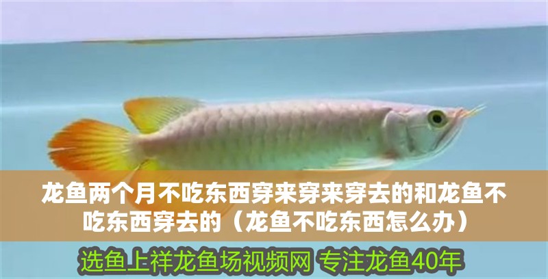 龍魚兩個月不吃東西穿來穿來穿去的和龍魚不吃東西穿去的（龍魚不吃東西怎么辦）