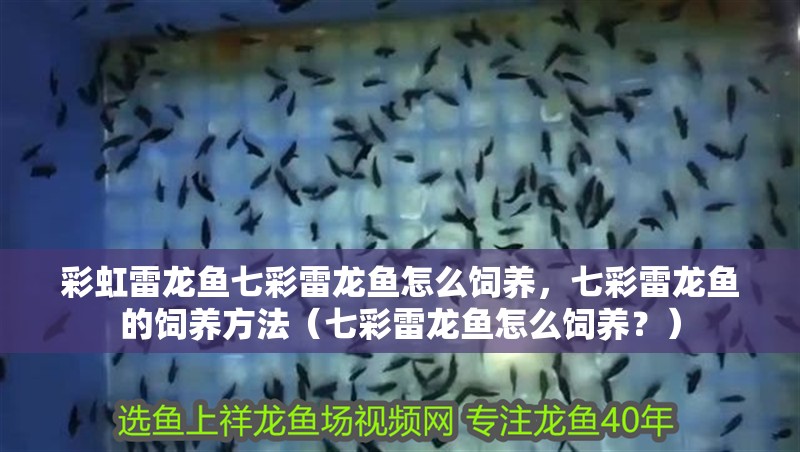 彩虹雷龍魚七彩雷龍魚怎么飼養(yǎng)，七彩雷龍魚的飼養(yǎng)方法（七彩雷龍魚怎么飼養(yǎng)？）