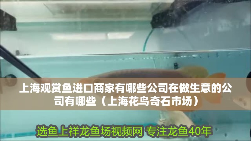 上海觀賞魚進口商家有哪些公司在做生意的公司有哪些（上海花鳥奇石市場）