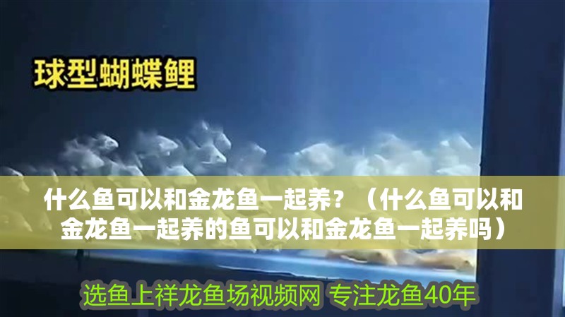 什么魚可以和金龍魚一起養?(什么魚可以和金龍魚一起養的魚可以和金龍魚一起養嗎) 觀賞魚百科 第2張 什么魚可以和金龍魚一起養?(什么魚可以和金龍魚一起養的魚可以和金龍魚一起養嗎) 什么魚可以和金龍魚一起養?(什么魚可以和金龍魚一起養的魚可以和金龍魚一起養嗎) 觀賞魚百科 第2張