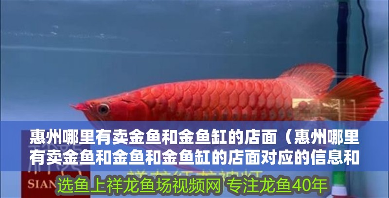 惠州哪里有賣金魚和金魚缸的店面（惠州哪里有賣金魚和金魚和金魚缸的店面對應的信息和建議） 惠州哪里有賣金魚和金魚缸的店面（惠州哪里有賣金魚和金魚和金魚缸的店面對應的信息和建議） 觀賞魚百科 第2張
