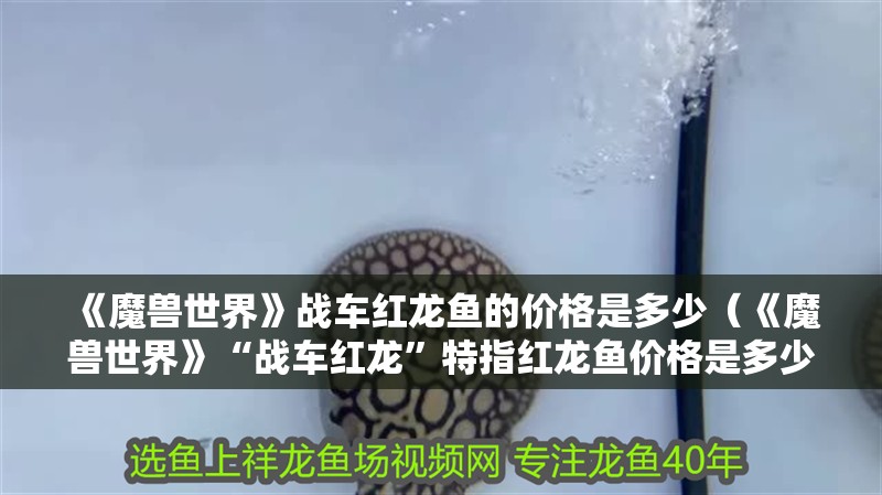 《魔獸世界》戰車紅龍魚的價格是多少（《魔獸世界》“戰車紅龍”特指紅龍魚價格是多少）