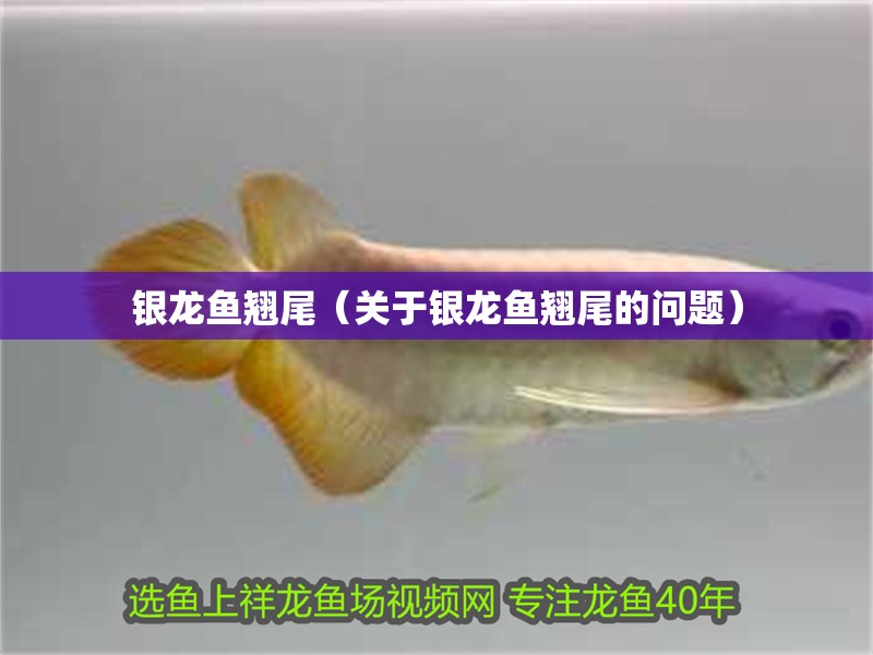 銀龍魚翹尾（關于銀龍魚翹尾的問題）