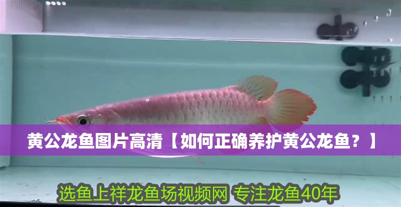 黃公龍魚圖片高清【如何正確養(yǎng)護黃公龍魚？】