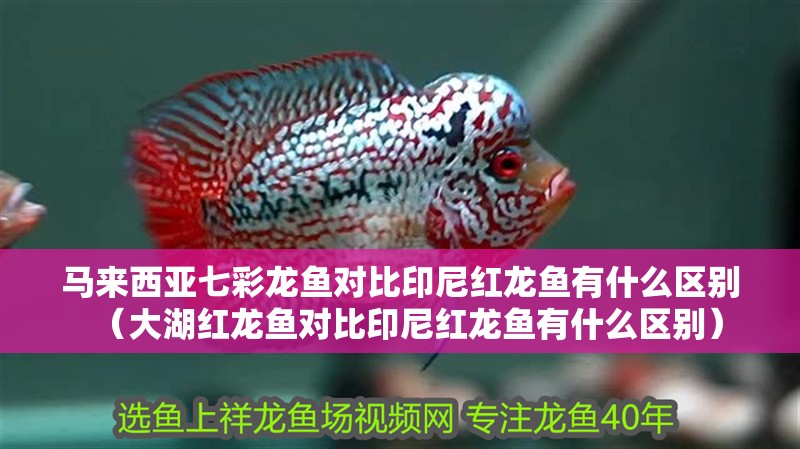 馬來(lái)西亞七彩龍魚(yú)對(duì)比印尼紅龍魚(yú)有什么區(qū)別（大湖紅龍魚(yú)對(duì)比印尼紅龍魚(yú)有什么區(qū)別）