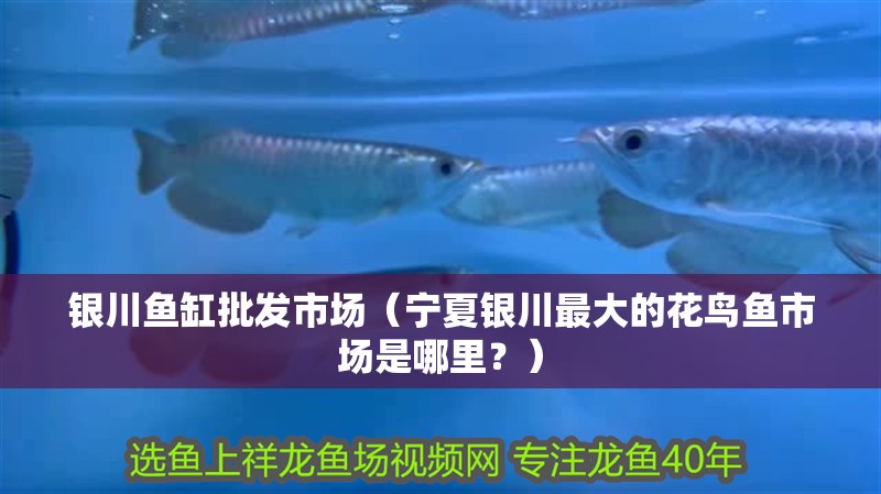 銀川魚缸批發市場（寧夏銀川最大的花鳥魚市場是哪里？）