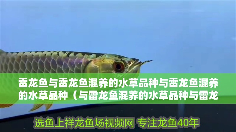 雷龍魚與雷龍魚混養(yǎng)的水草品種與雷龍魚混養(yǎng)的水草品種（與雷龍魚混養(yǎng)的水草品種與雷龍魚混養(yǎng)的水草品種介紹） 雷龍魚與雷龍魚混養(yǎng)的水草品種與雷龍魚混養(yǎng)的水草品種（與雷龍魚混養(yǎng)的水草品種與雷龍魚混養(yǎng)的水草品種介紹） 觀賞魚百科 第2張