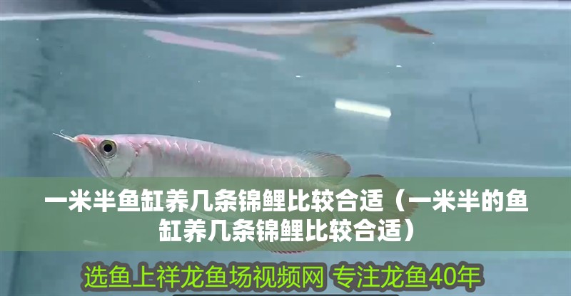 一米半魚(yú)缸養(yǎng)幾條錦鯉比較合適（一米半的魚(yú)缸養(yǎng)幾條錦鯉比較合適）