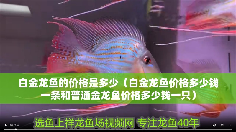 白金龍魚的價格是多少（白金龍魚價格多少錢一條和普通金龍魚價格多少錢一只）