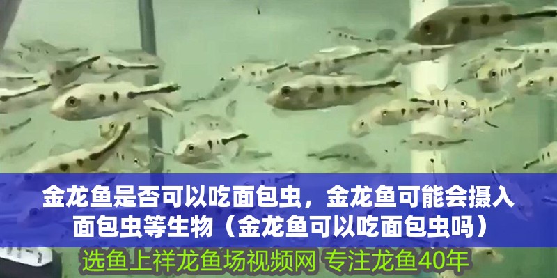 金龍魚是否可以吃面包蟲，金龍魚可能會攝入面包蟲等生物（金龍魚可以吃面包蟲嗎）