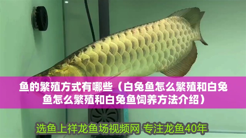 魚的繁殖方式有哪些（白兔魚怎么繁殖和白兔魚怎么繁殖和白兔魚飼養方法介紹）