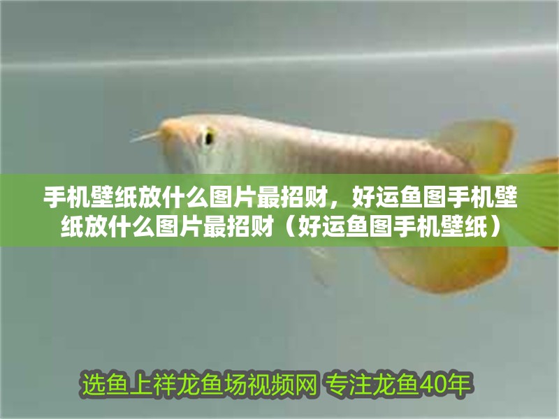 手機壁紙放什么圖片最招財，好運魚圖手機壁紙放什么圖片最招財（好運魚圖手機壁紙） 手機壁紙放什么圖片最招財，好運魚圖手機壁紙放什么圖片最招財（好運魚圖手機壁紙） 觀賞魚百科 第2張