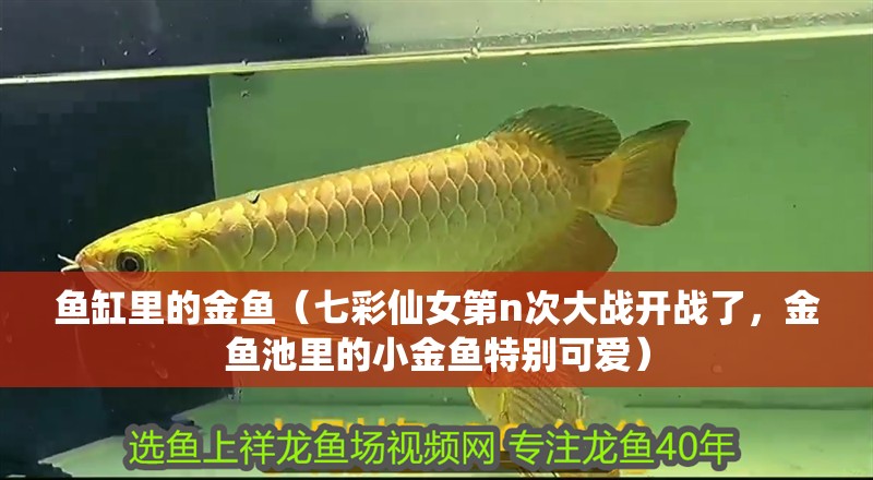 魚缸里的金魚（七彩仙女第n次大戰開戰了，金魚池里的<strong><mark>小金</mark></strong>魚特別可愛）