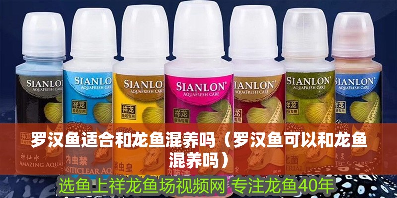 羅漢魚適合和龍魚混養嗎（羅漢魚可以和龍魚混養嗎）