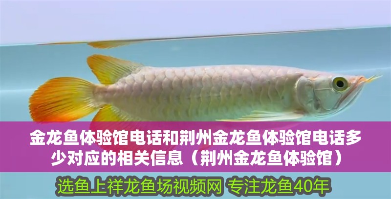 金龍魚體驗(yàn)館電話和荊州金龍魚體驗(yàn)館電話多少對(duì)應(yīng)的相關(guān)信息（荊州金龍魚體驗(yàn)館）