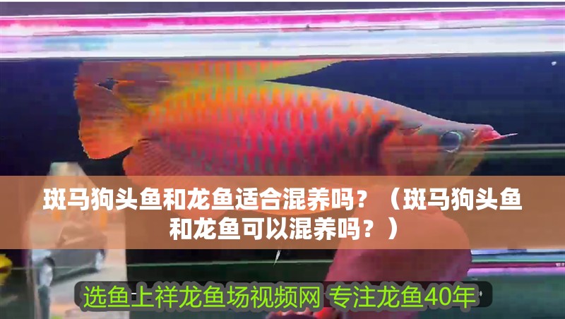 斑馬狗頭魚和龍魚適合混養(yǎng)嗎?(斑馬狗頭魚和龍魚可以混養(yǎng)嗎?) 觀賞魚百科 第2張 斑馬狗頭魚和龍魚適合混養(yǎng)嗎?(斑馬狗頭魚和龍魚可以混養(yǎng)嗎?) 斑馬狗頭魚和龍魚適合混養(yǎng)嗎?(斑馬狗頭魚和龍魚可以混養(yǎng)嗎?) 觀賞魚百科 第2張