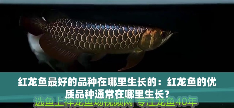 紅龍魚最好的品種在哪里生長的：紅龍魚的優(yōu)質(zhì)品種通常在哪里生長？