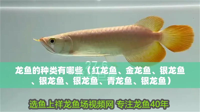 龍魚的種類有哪些（紅龍魚、金龍魚、銀龍魚、銀龍魚、銀龍魚、青龍魚、銀龍魚）