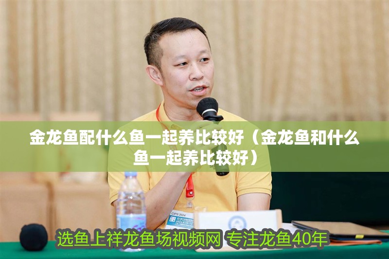 金龍魚配什么魚一起養比較好（金龍魚和什么魚一起養比較好）