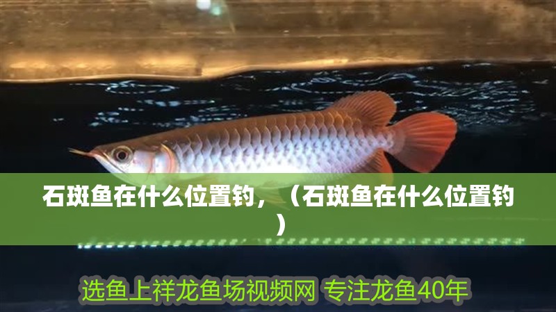 石斑魚在什么位置釣，（石斑魚在什么位置釣）