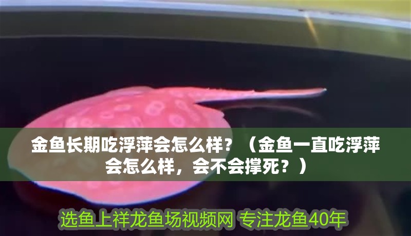 金魚長期吃浮萍會怎么樣？（金魚一直吃浮萍會怎么樣，會不會撐死？）