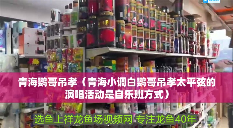 青海鸚哥吊孝（青海小調(diào)白鸚哥吊孝太平弦的演唱活動是自樂班方式）