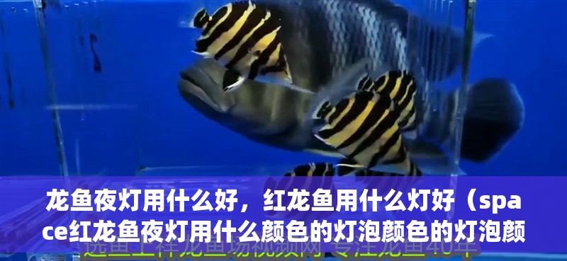 龍魚夜燈用什么好，紅龍魚用什么燈好（space紅龍魚夜燈用什么顏色的燈泡顏色的燈泡顏色對應的影響）