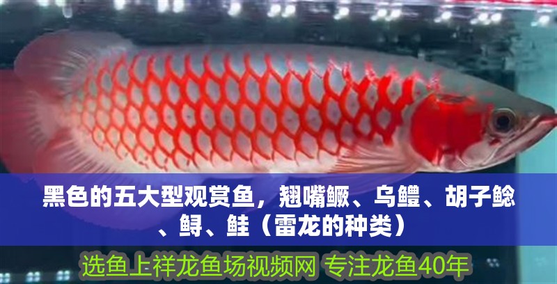 黑色的五大型觀賞魚，翹嘴鱖、烏鱧、胡子鯰、鱘、鮭（雷龍的種類）