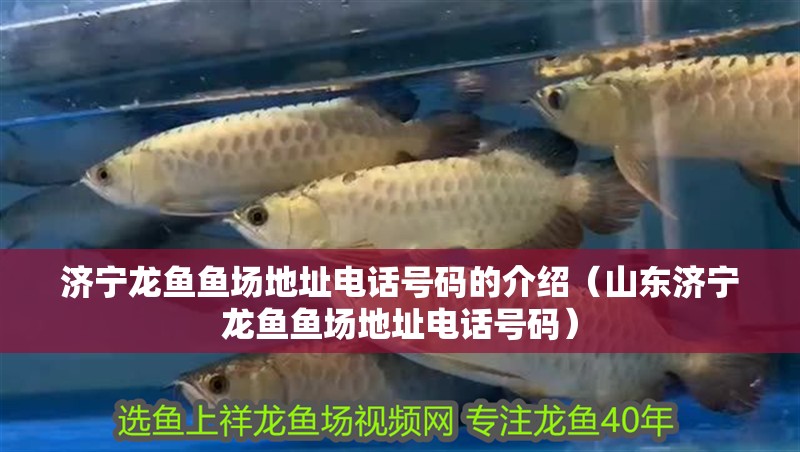 濟(jì)寧龍魚魚場(chǎng)地址電話號(hào)碼的介紹（山東濟(jì)寧龍魚魚場(chǎng)地址電話號(hào)碼）