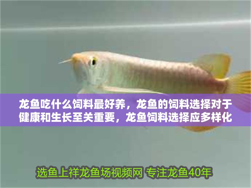 龍魚吃什么飼料最好養(yǎng)，龍魚的飼料選擇對于健康和生長至關(guān)重要，龍魚飼料選擇應(yīng)多樣化