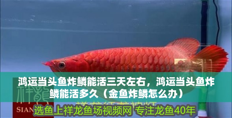 鴻運(yùn)當(dāng)頭魚(yú)炸鱗能活三天左右，鴻運(yùn)當(dāng)頭魚(yú)炸鱗能活多久（金魚(yú)炸鱗怎么辦）