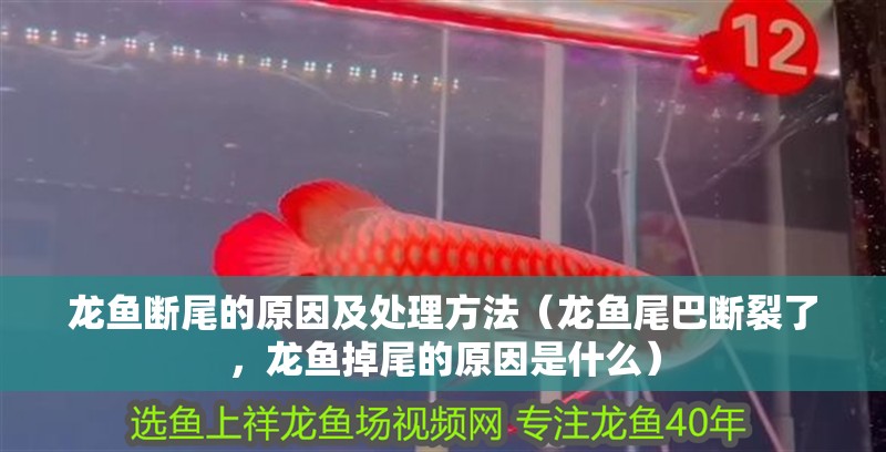 龍魚斷尾的原因及處理方法（龍魚尾巴斷裂了，龍魚掉尾的原因是什么）