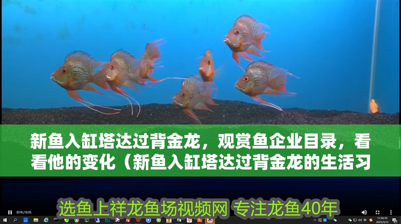 新魚入缸塔達過背金龍，觀賞魚企業目錄，看看他的變化（新魚入缸塔達過背金龍的生活習性及適應能力）