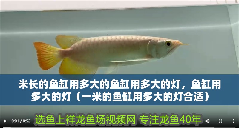 米長的魚缸用多大的魚缸用多大的燈，魚缸用多大的燈（一米的魚缸用多大的燈合適）