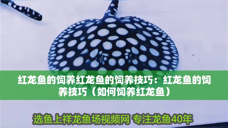 紅龍魚(yú)的飼養(yǎng)紅龍魚(yú)的飼養(yǎng)技巧：紅龍魚(yú)的飼養(yǎng)技巧（如何飼養(yǎng)紅龍魚(yú)）