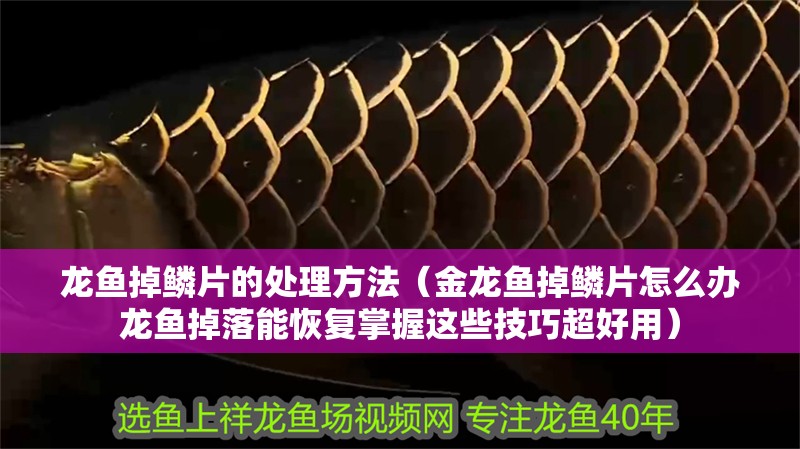 龍魚掉鱗片的處理方法（金龍魚掉鱗片怎么辦龍魚掉落能恢復掌握這些技巧超好用）