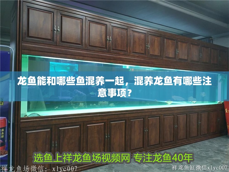 龍魚能和哪些魚混養(yǎng)一起，混養(yǎng)龍魚有哪些注意事項？