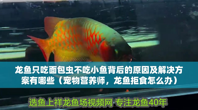 龍魚只吃面包蟲不吃小魚背后的原因及解決方案有哪些（寵物營養師，龍魚拒食怎么辦）