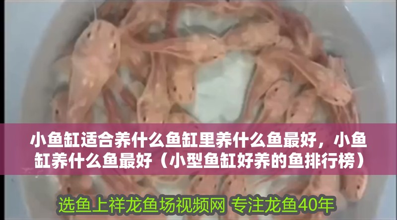小魚缸適合養什么魚缸里養什么魚最好，小魚缸養什么魚最好（小型魚缸好養的魚排行榜）