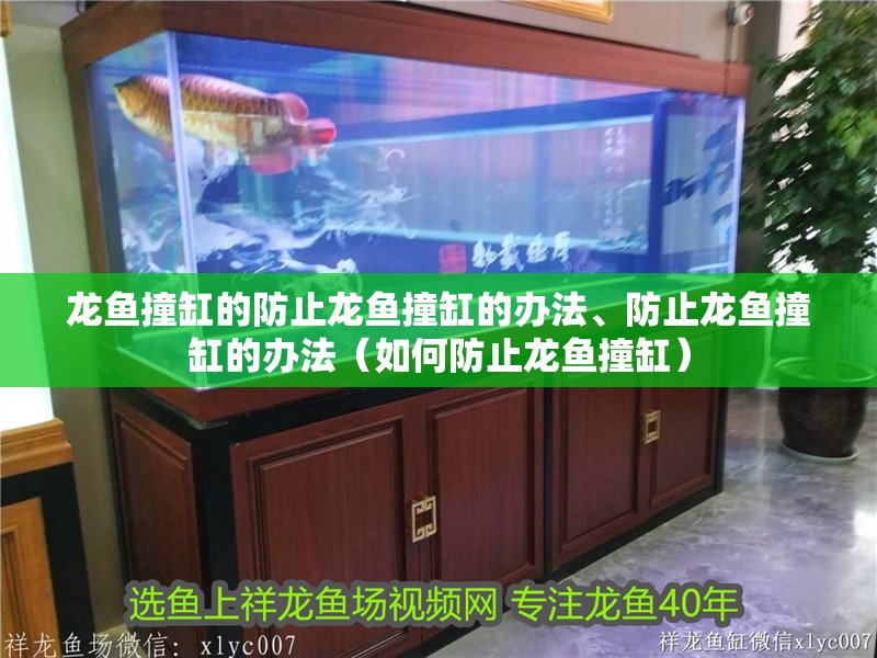 龍魚撞缸的防止龍魚撞缸的辦法、防止龍魚撞缸的辦法（如何防止龍魚撞缸）