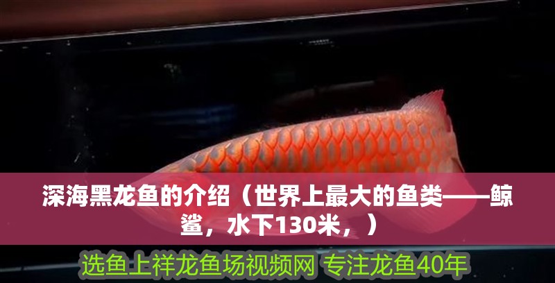 深海黑龍魚的介紹（世界上最大的魚類——鯨鯊，水下130米，）