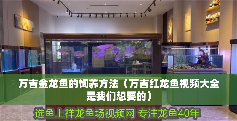 萬吉金龍魚的飼養方法（萬吉紅龍魚視頻大全是我們想要的）