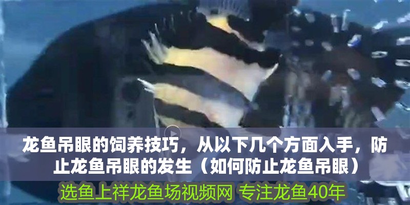 龍魚吊眼的飼養技巧,從以下幾個方面入手,防止龍魚吊眼的發生(如何防止龍魚吊眼) 觀賞魚百科 第2張 龍魚吊眼的飼養技巧,從以下幾個方面入手,防止龍魚吊眼的發生(如何防止龍魚吊眼) 龍魚吊眼的飼養技巧,從以下幾個方面入手,防止龍魚吊眼的發生(如何防止龍魚吊眼) 觀賞魚百科 第2張