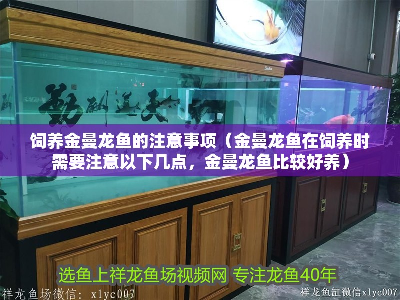 飼養(yǎng)金曼龍魚的注意事項(xiàng)（金曼龍魚在飼養(yǎng)時(shí)需要注意以下幾點(diǎn)，金曼龍魚比較好養(yǎng)）