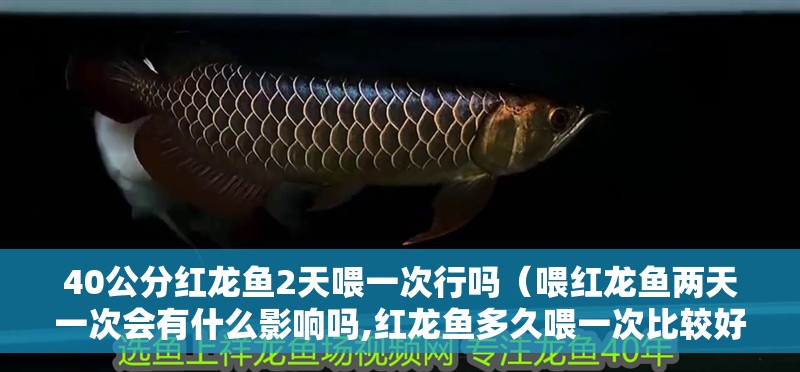 40公分紅龍魚2天喂一次行嗎（喂紅龍魚兩天一次會有什么影響嗎,紅龍魚多久喂一次比較好）