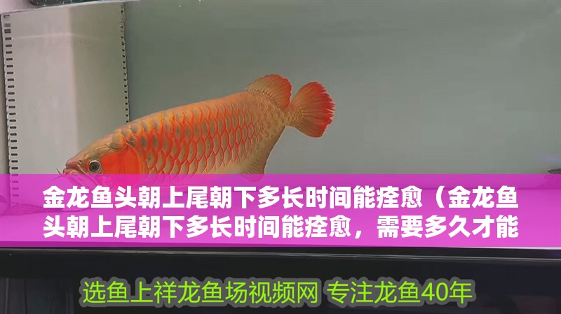 金龍魚頭朝上尾朝下多長時間能痊愈（金龍魚頭朝上尾朝下多長時間能痊愈，需要多久才能恢復健康）